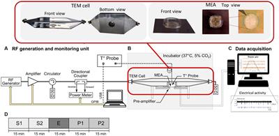 In vitro exposure of neuronal networks to the 5G-3.5 GHz signal